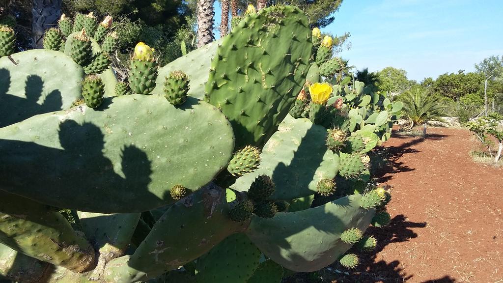 Tenuta Terenzano Torre San Giovanni Ugento Kültér fotó